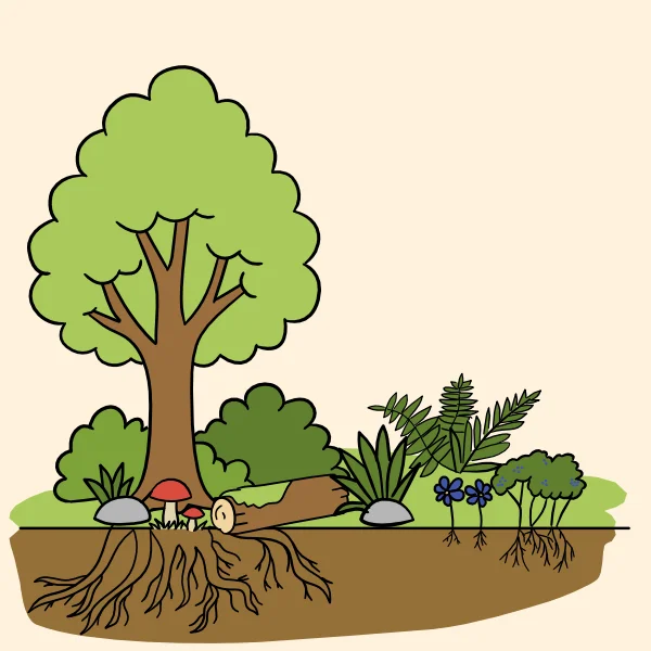 Illustration der Stockwerke des Waldes mit Baum-, Strauch-, Kraut-, Boden- und Wurzelschicht
